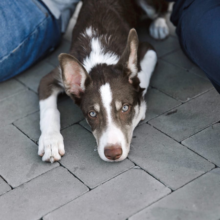 Mechanicsburg Emergency Vet, Emergency Animal Hospital